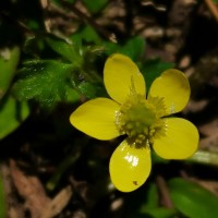 Ranunculus wallichianus Wight & Arn.